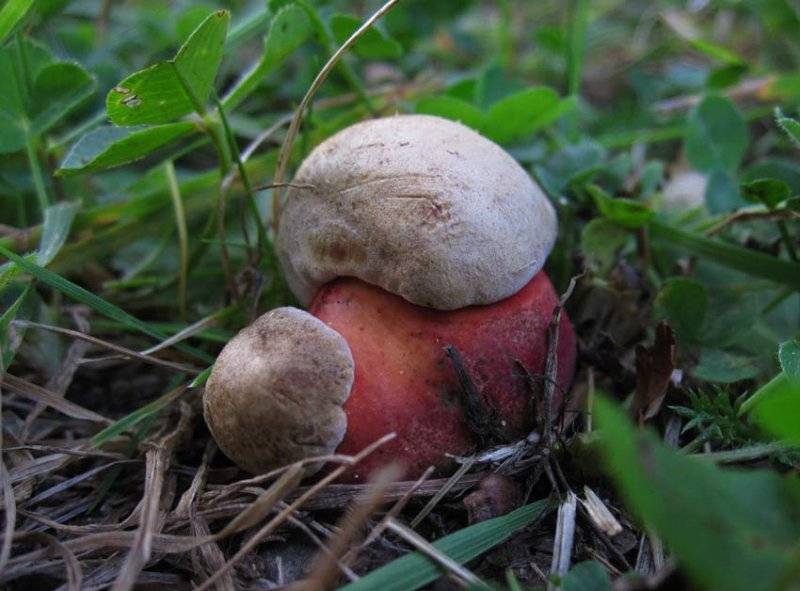 Белый гриб: особенности, виды, описание, отличия от несъедобных и ядовитых двойников, симптомы отравления, первая помощь