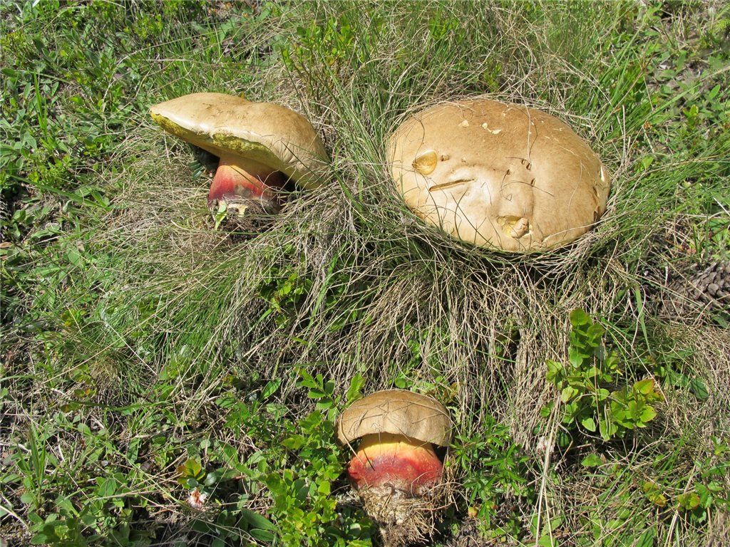 Желчный гриб – король горечи - грибы собираем