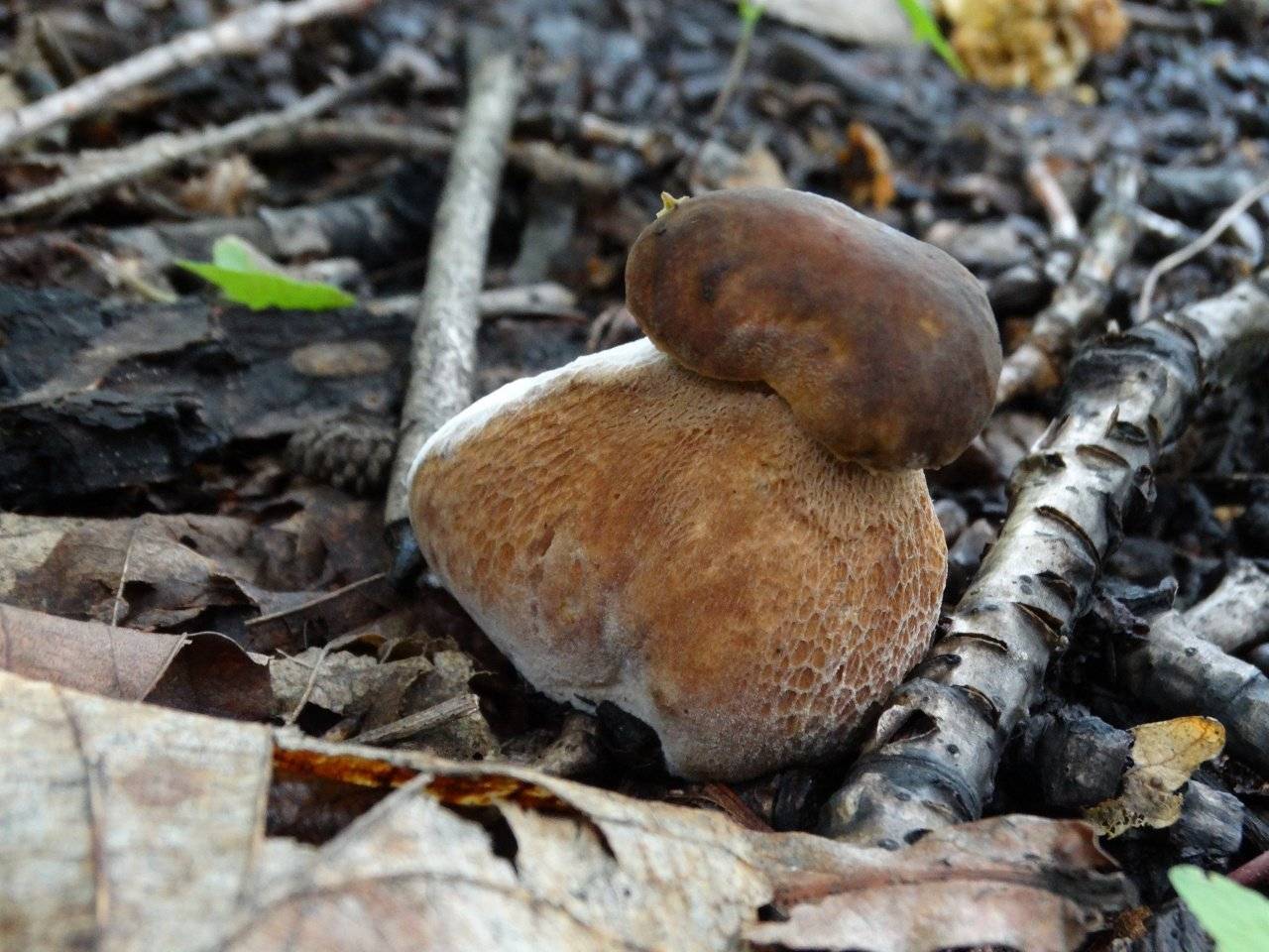 Белый гриб боровик – фото и описание, где растут, как выглядит, виды, польза и вред, условия выращивания — викигриб