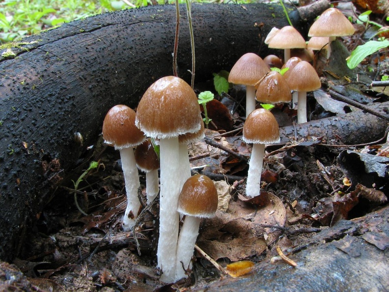 Съедобный гриб псатирелла кандолля - разновидности, описание, фото, как готовить