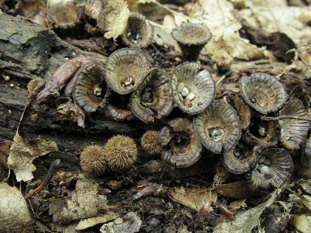 Боровик коренящийся (caloboletus radicans) фото и описание