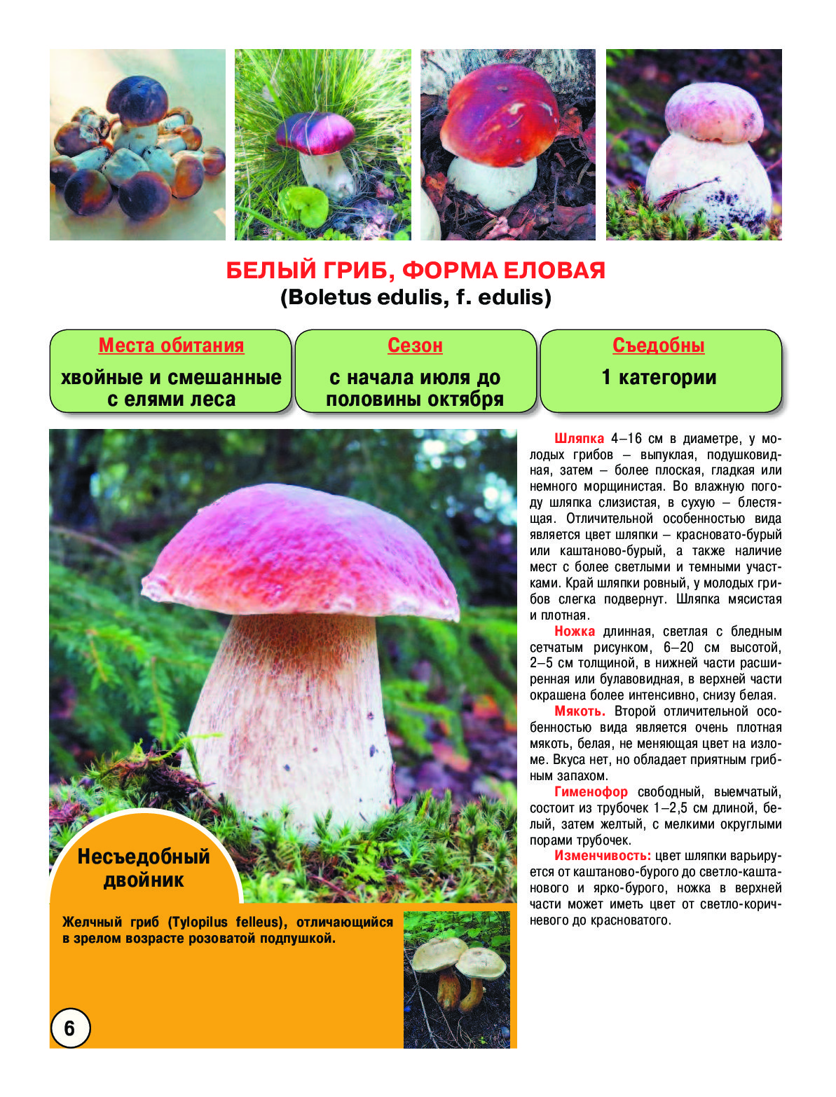 Съедобные грибы описание