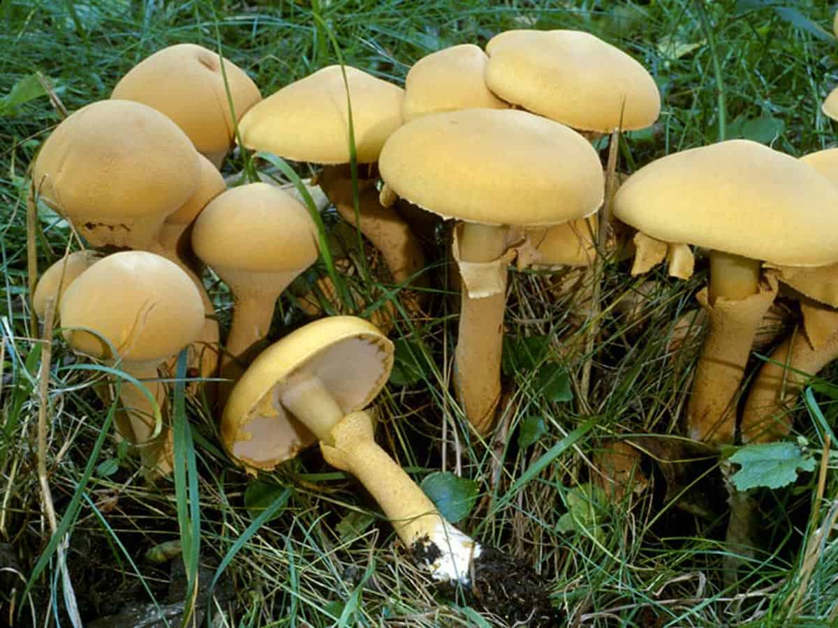 Гимнопил юноны — описание гриба, где растет, похожие виды, фото