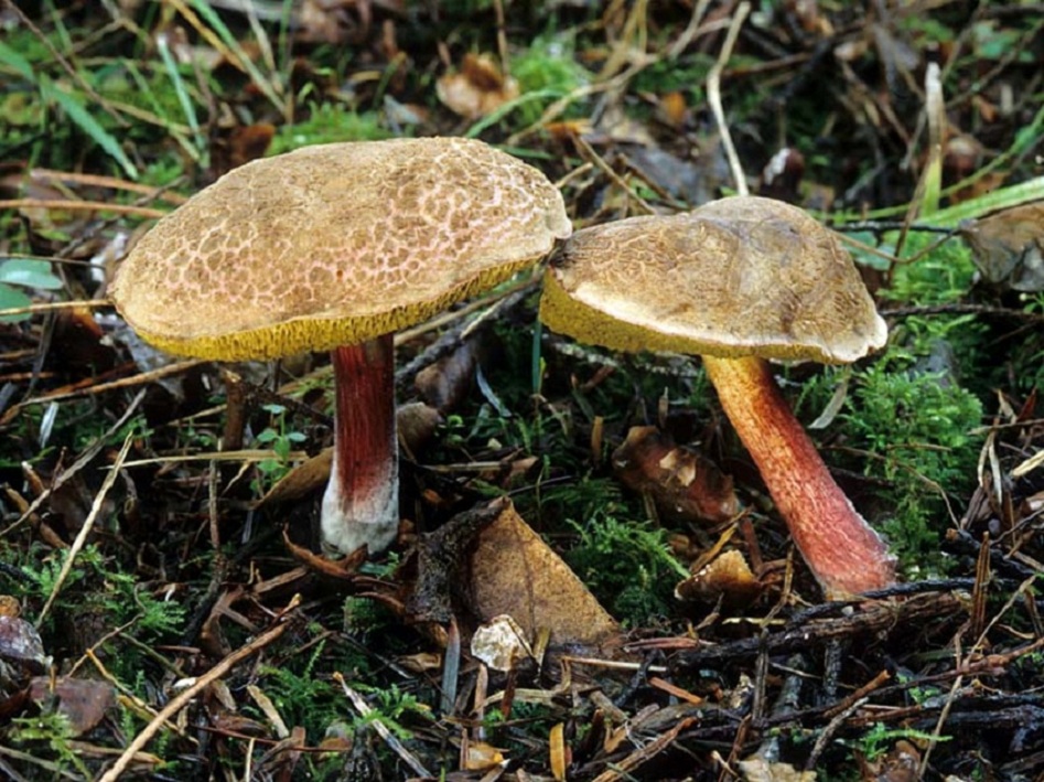 Моховик трещиноватый, пестрый или боровик пастбищный (xerocomellus chrysenteron): фото, описание, ложные двойники и как готовить съедобный гриб