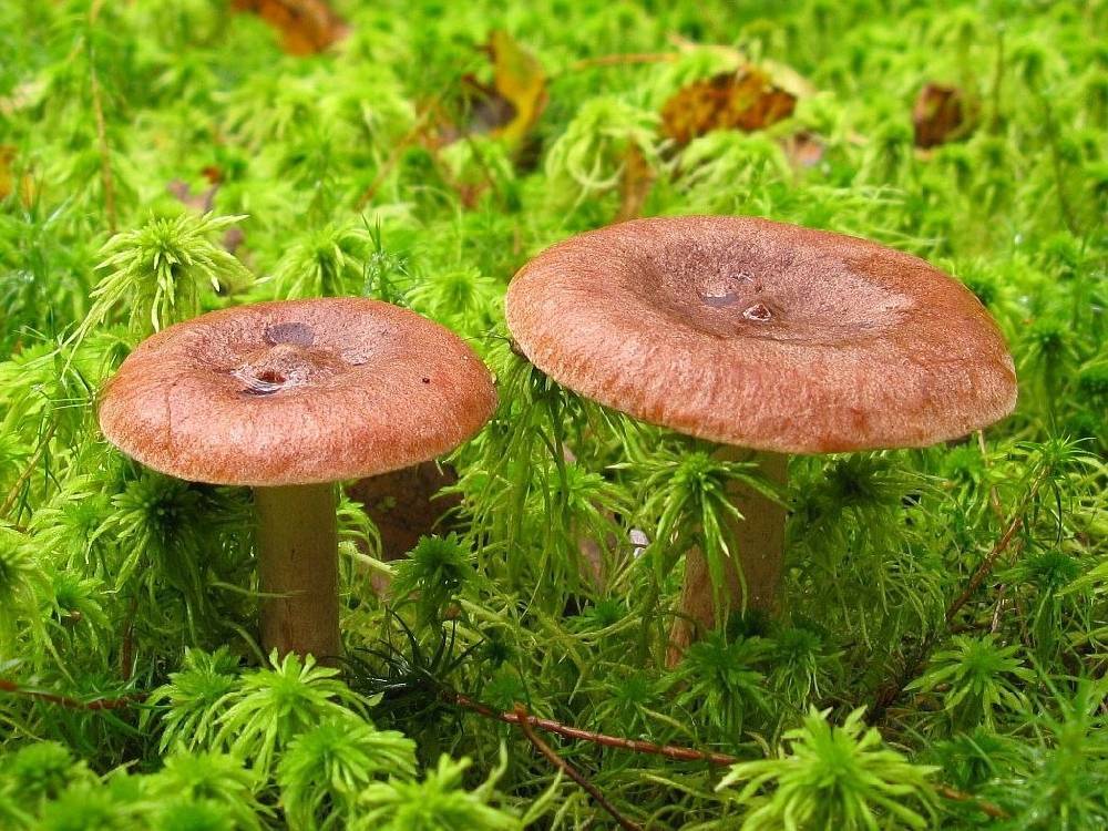 Горькушка (lactarius rufus), сухарка, горький груздь - гриб наших лесов