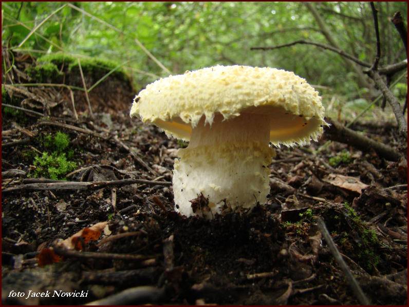 Опёнок ложный серно-жёлтый (hypholoma fasciculare) – грибы сибири