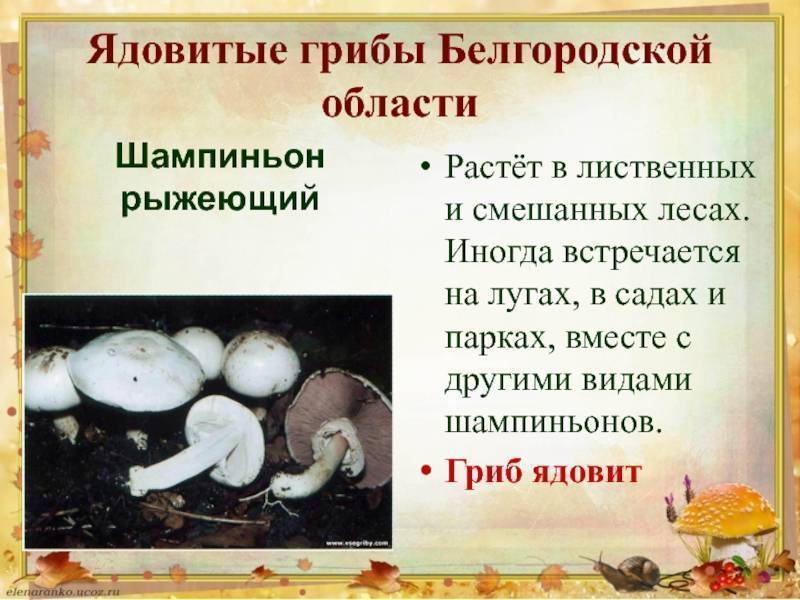 Виды съедобных шампиньонов: фото и описание лесных грибов