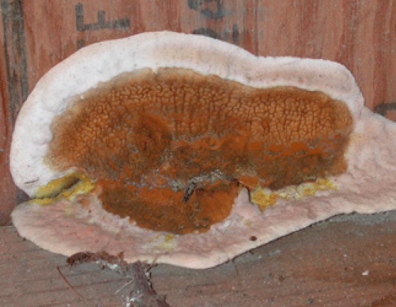 Домовой и древесный гриб в доме, что делать? как избавиться от домового гриба: способы борьбы самые опасные грибы в доме.