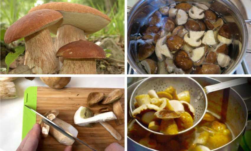 Что делать со свежесобранными грибами? обрабатываем. | еда и кулинария