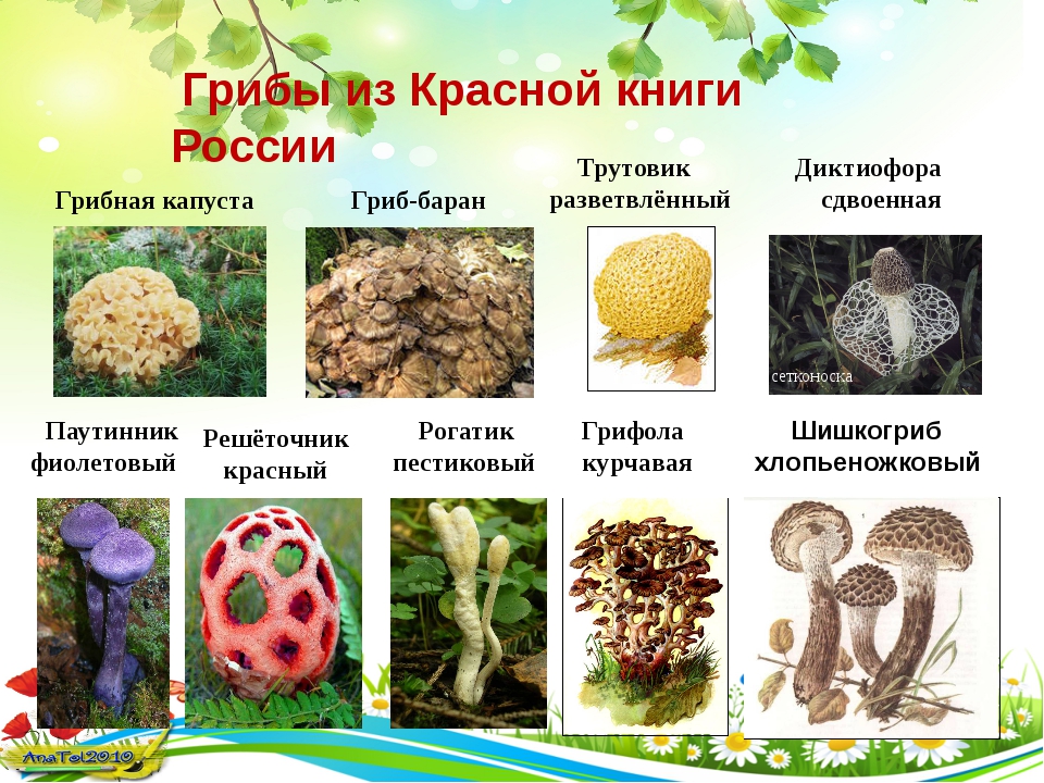 Презентация для начальных классов «красная книга россии. редкие виды грибов»