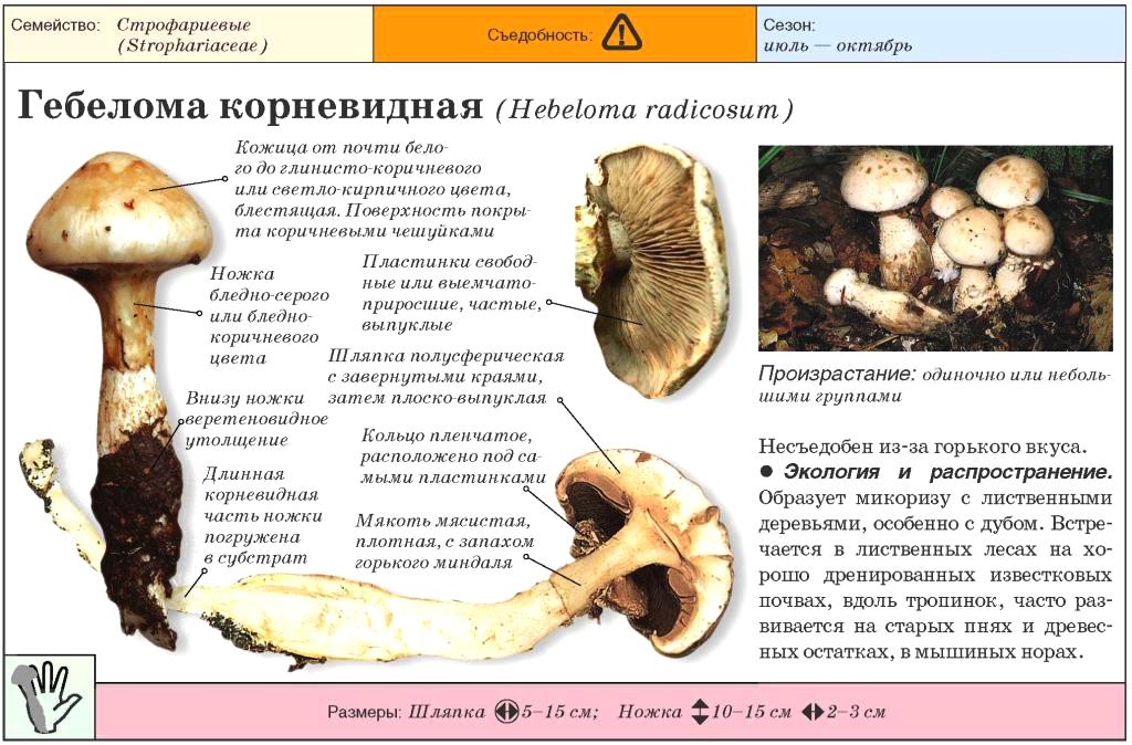 Виды грибов, растущих в тополях с фото и описанием