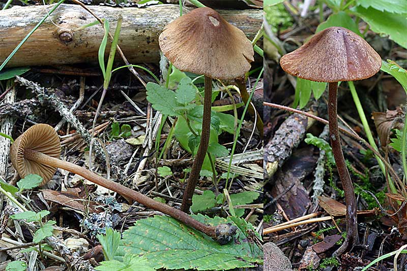 Белый подгрузок или сухой груздь: описание, фото и способы приготовления гриба