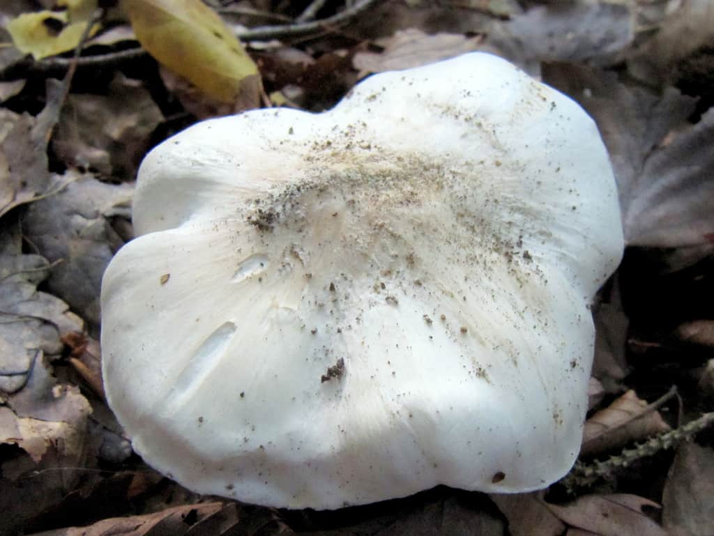 Волоконница земляная (inocybe geophylla): фото и описание гриба