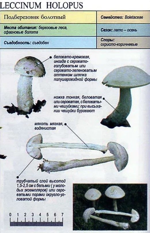 Опасный двойник опенка летнего: название гриба, фото