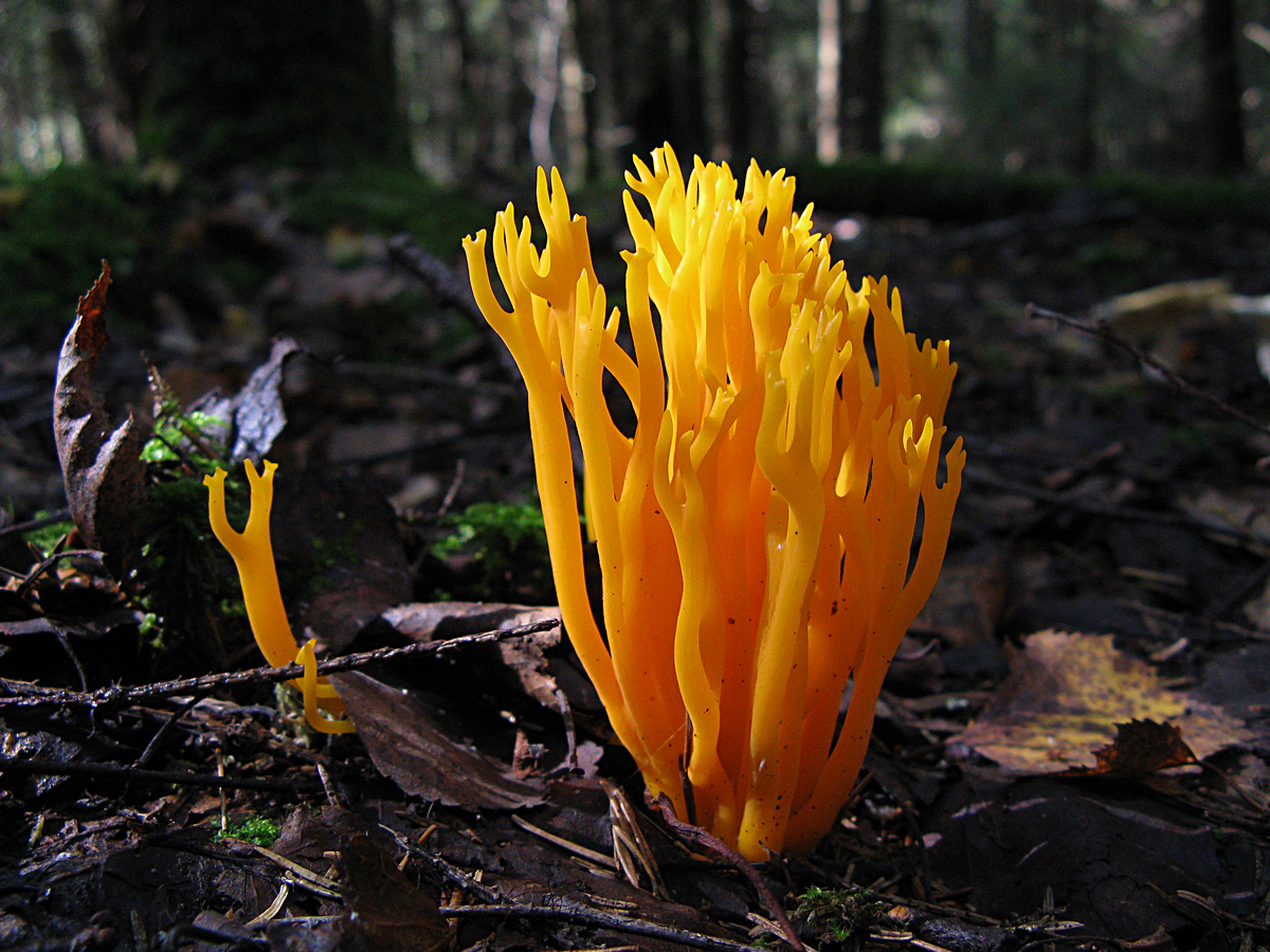 Грибная экзотика в лесу, или грибы-кораллы. съедобные и несъедобные виды. фото — ботаничка