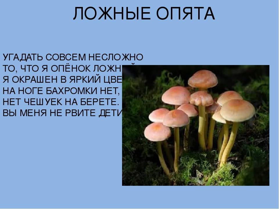 Ложноопенок кирпично-красный – описание гриба. съедобность, двойники.