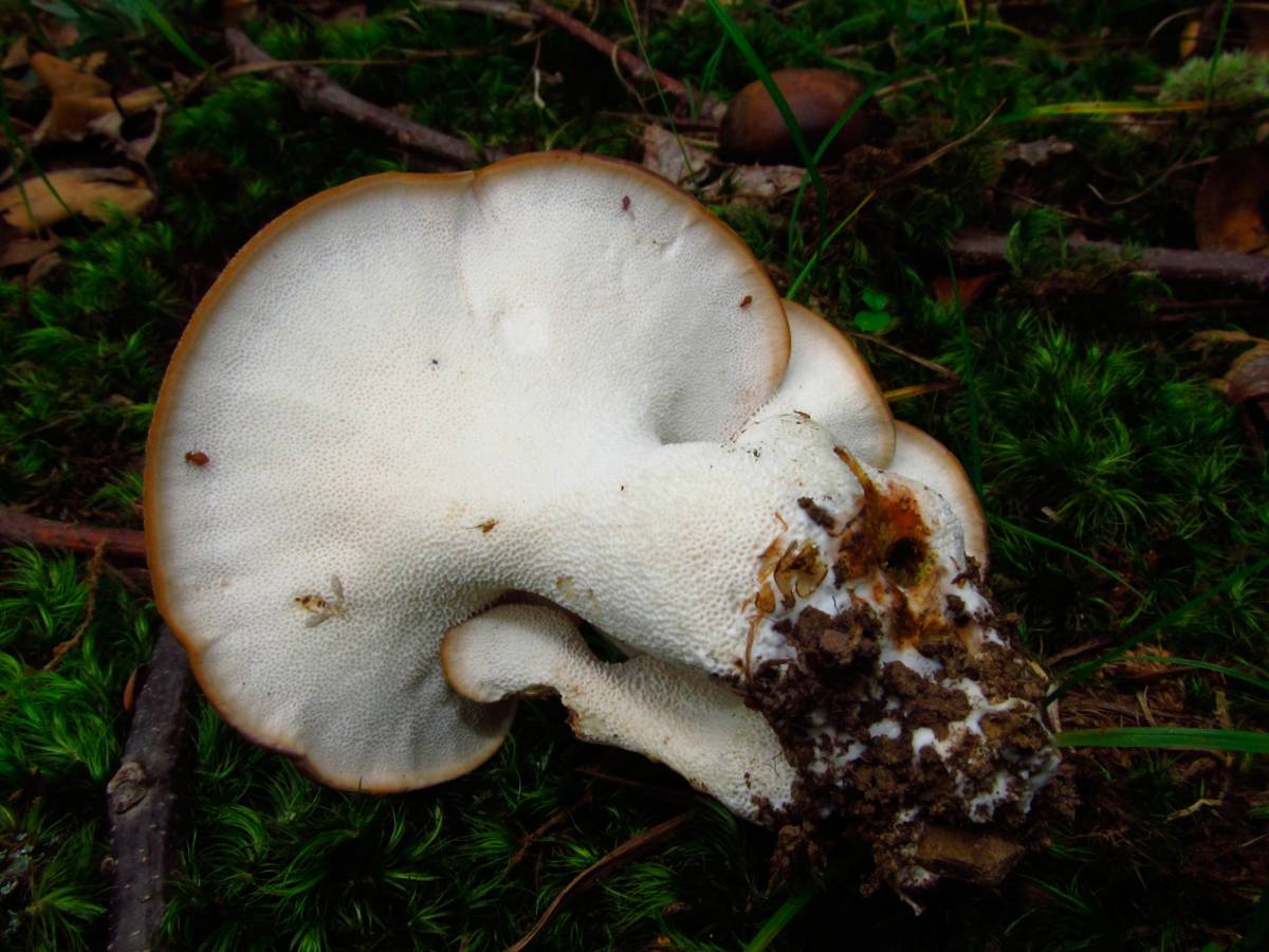 Альбатреллус краснеющий: основная информация о грибе — викигриб
