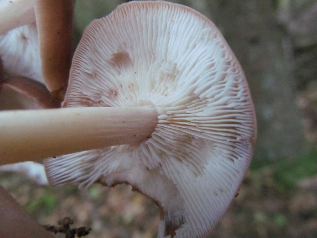 Коллибия изогнутая (гимнопус изогнутый, rhodocollybia prolixa): как выглядят грибы, где и как растут, съедобны или нет