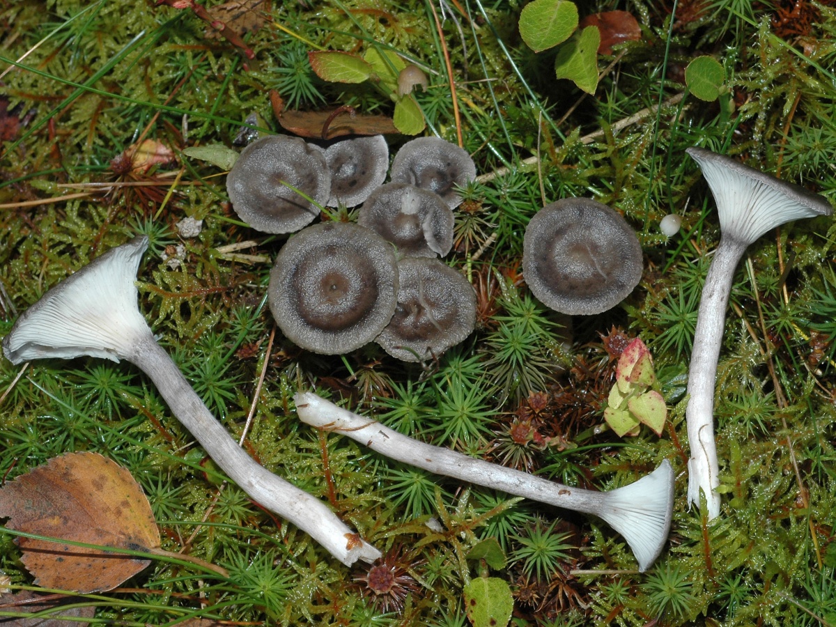 Лисичка горбатая (cantharellula umbonata) – грибы сибири