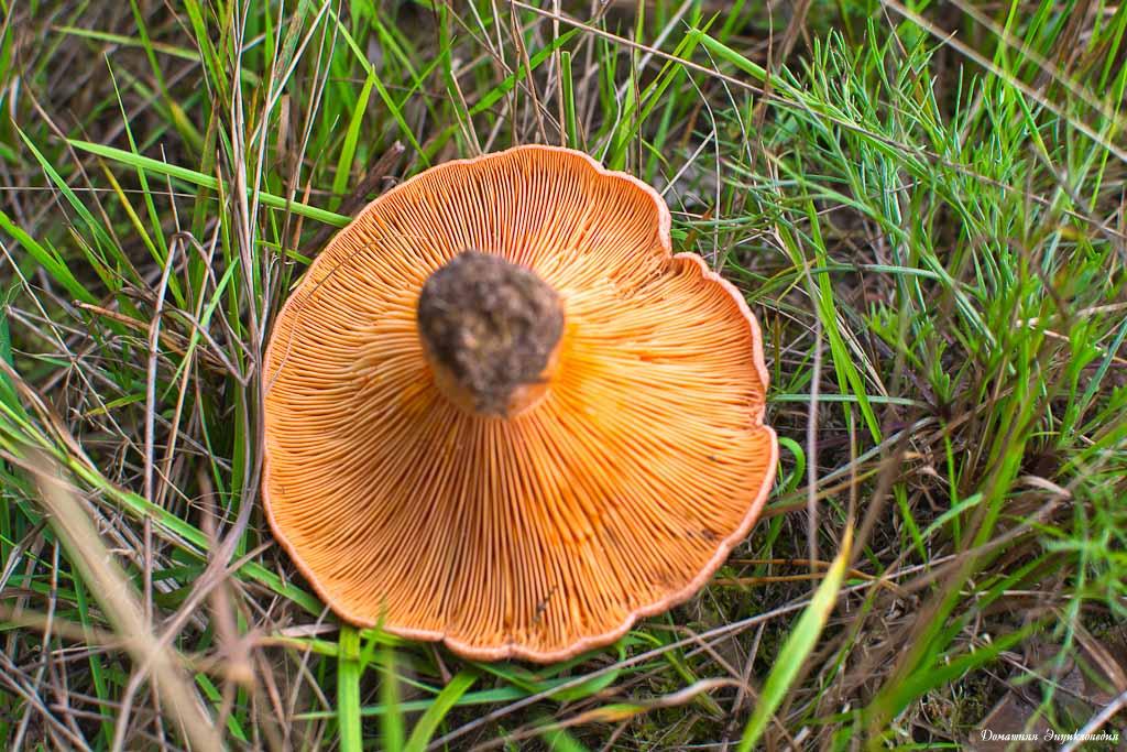 Как отличить ложные грибы рыжики: фото и описание