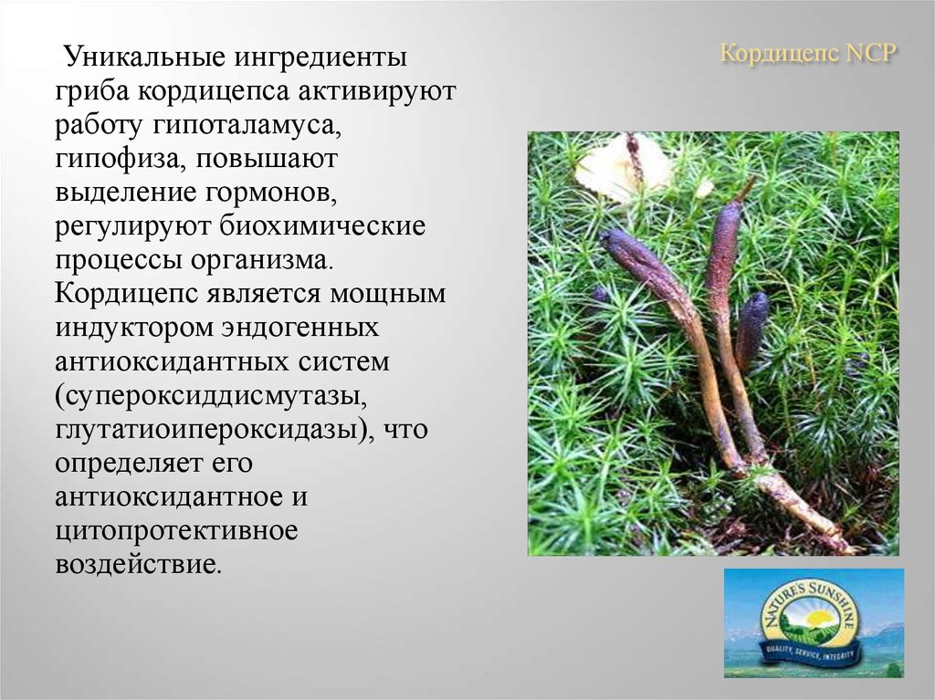 Кордицепс военный – гриб-хищник с лечебными свойствами — викигриб