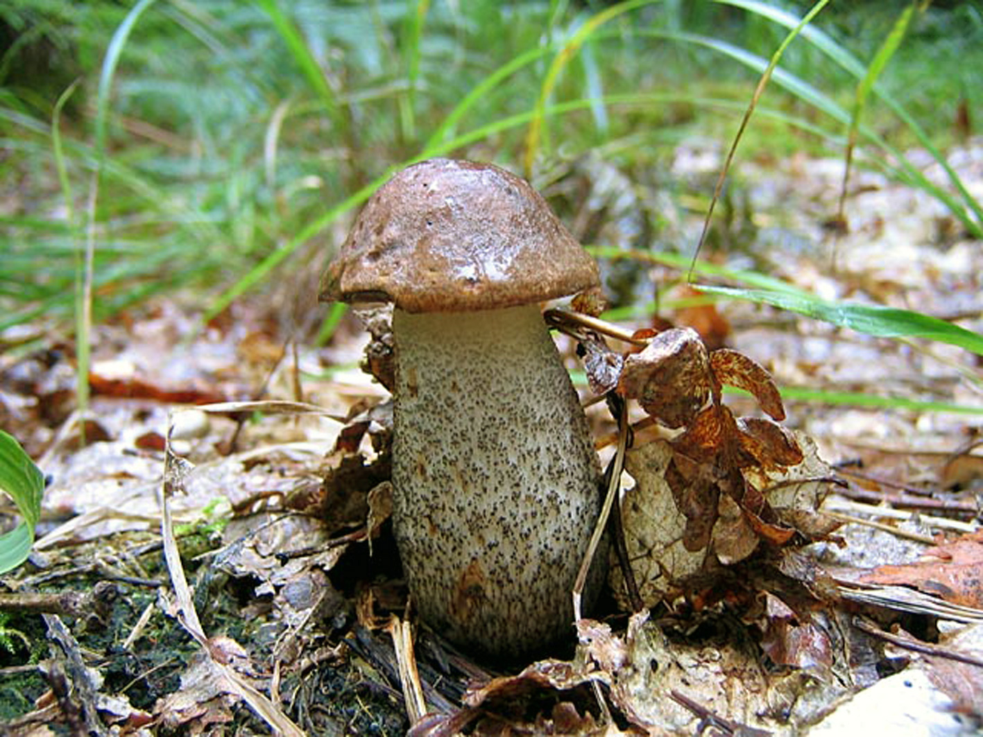 Березовик. Leccinum oxydabile. Подберезовик розовеющий фото. Подберезовик розовеет на срезе. Подберезовик розовеющий растет в березовых.