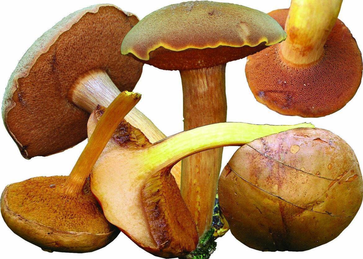 Масленок ложный фото и описание гриба