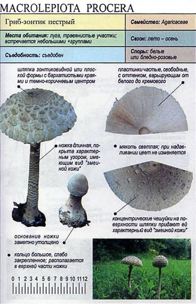 Гриб зонтик пестрый: фото и описание, отличия от ядовитых двойников