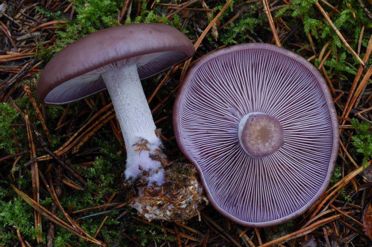 Описание гриба рядовка фиолетовая