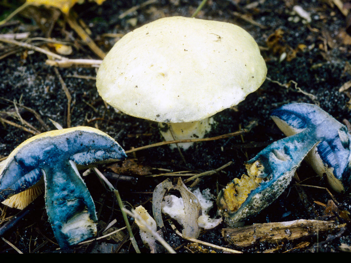 Описание и места распространения гриба синяка (гиропоруса синеющего)