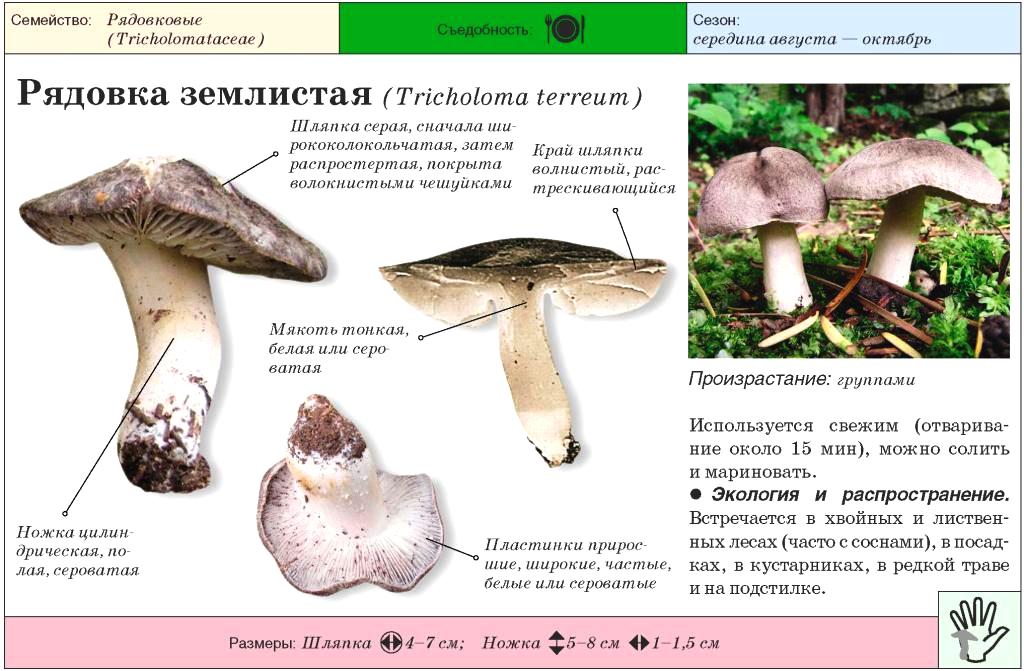 Рядовка землистая или землисто-серая (tricholoma terreum): фото, описание и рецепты приготовления гриба