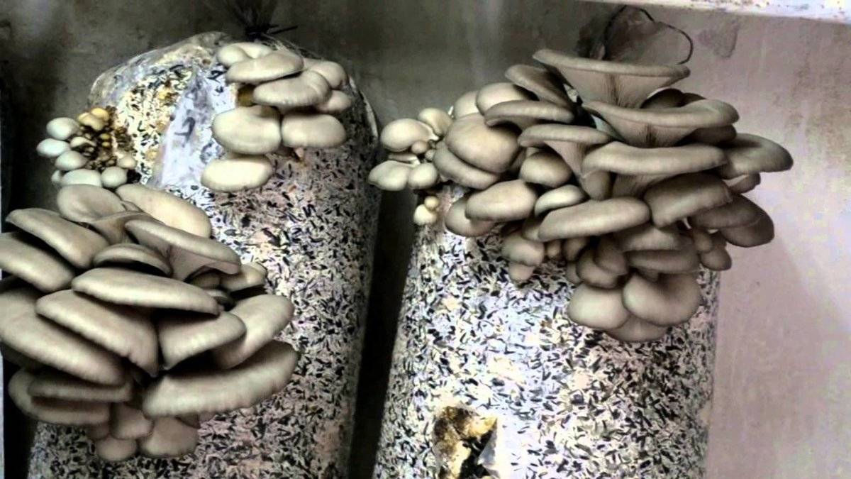 Выращивание грибов в домашних условиях.