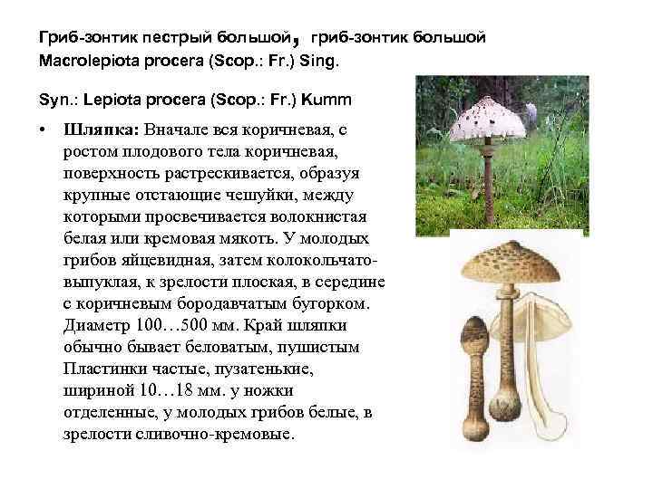 Гриб зонтик: описание, где растет, когда собирать и правильно определить съедобный вид