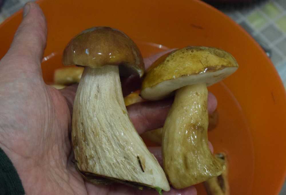 Почему горчат соленые грибы как исправить