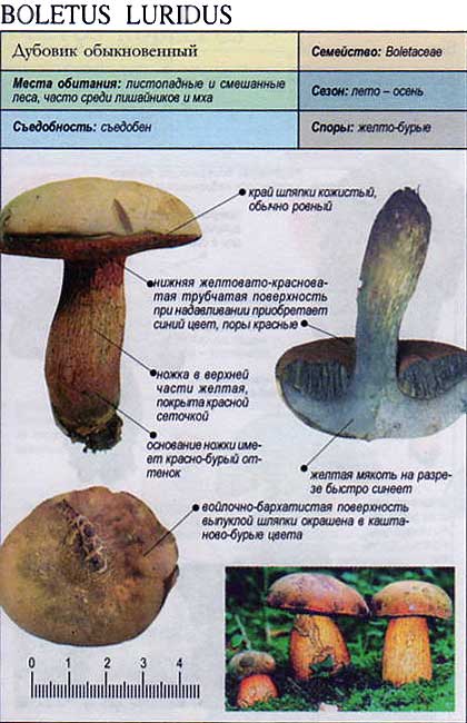 Гриб дубовик обыкновенный (поддубовик) — фото с описанием, как выглядит и где растет, как готовить