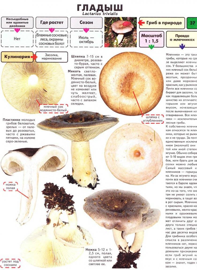 Млечник неедкий и его грибное семейство - proufu.com