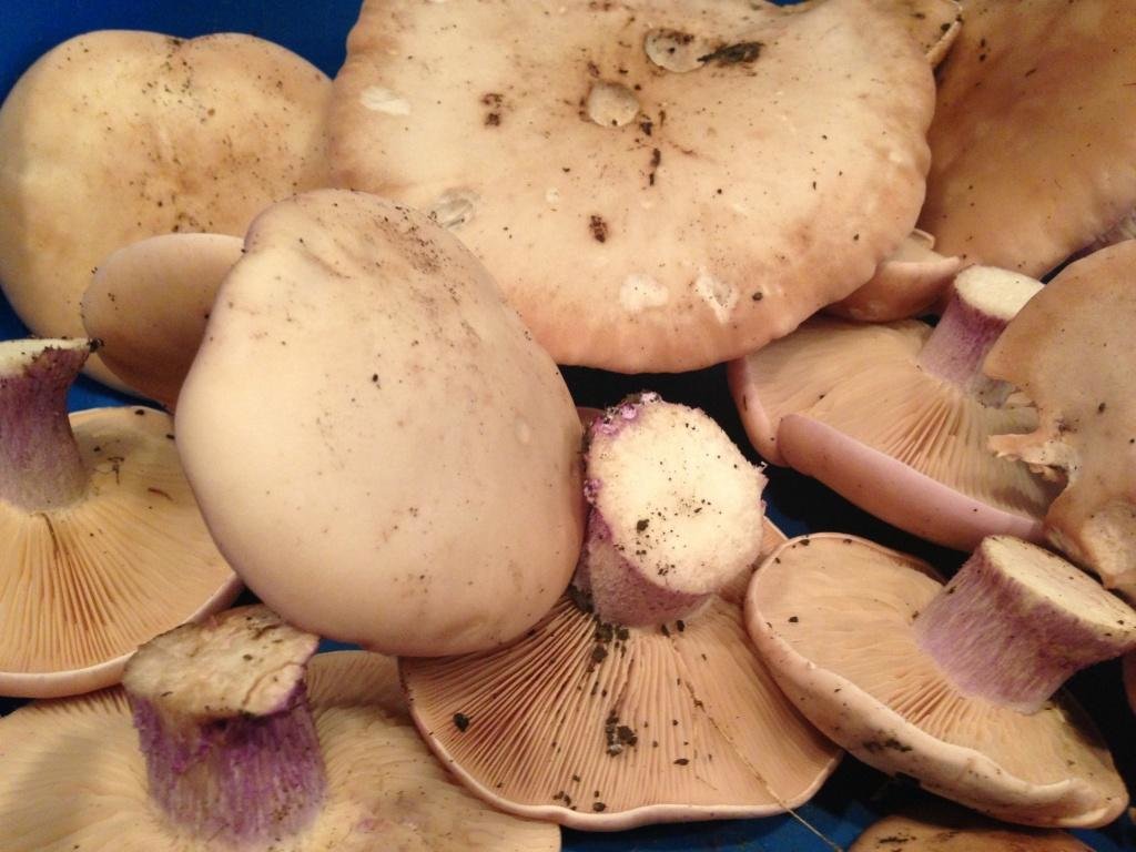 Готовим вкусно грибы синеножки