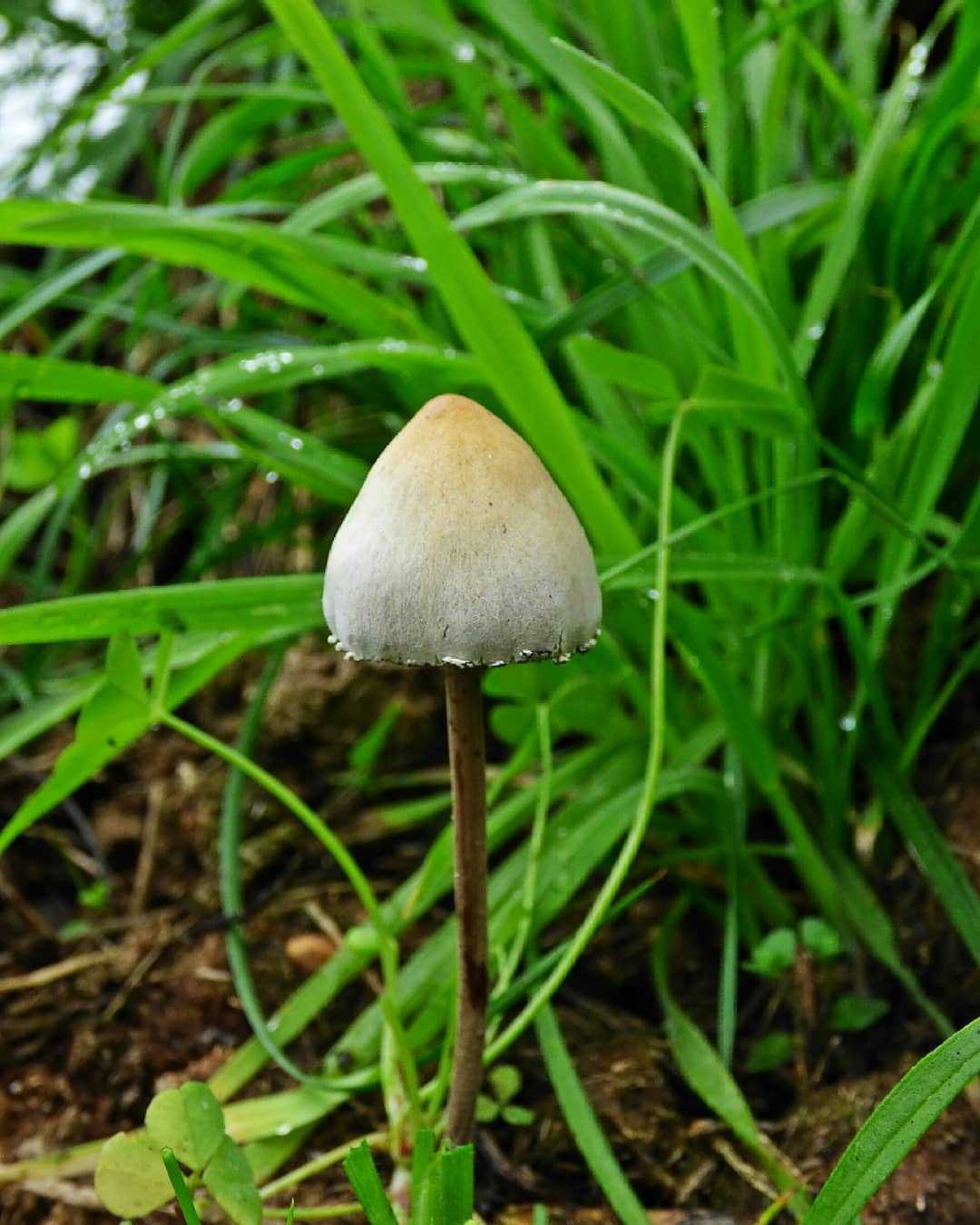 Панэолус каемчатый съедобный галлюциноген грибного царства - proufu.com