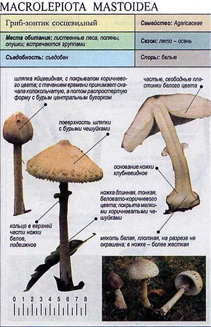 Зонтик пестрый – фото и описание гриба, где растет | съедобный пестрый зонтик