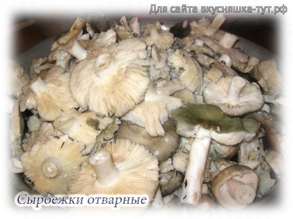 Белый гриб синеет на срезе: можно его есть или нет?