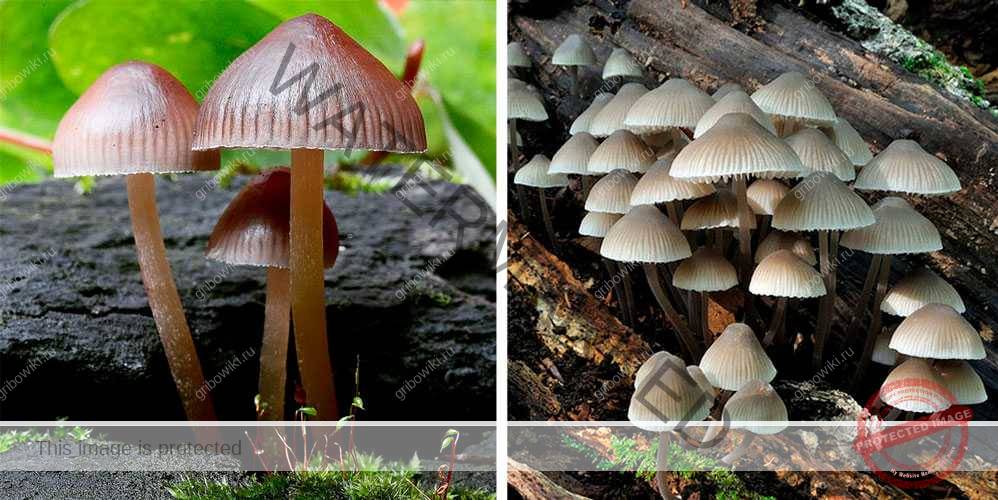 Молочная, розовая, синеногая и голубая мицена: грибы неземной красоты из семейства рядовок - proufu.com