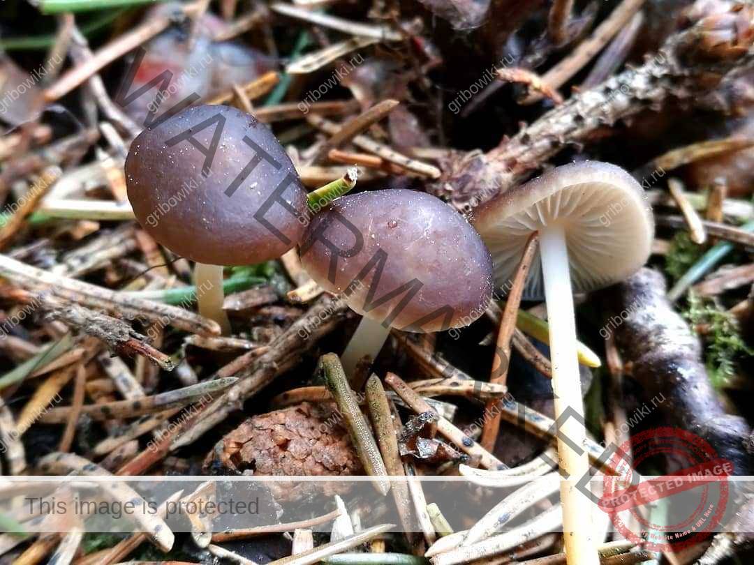 Весенние грибы 2020: съедобные, несъедобные и ядовитые - proufu.com