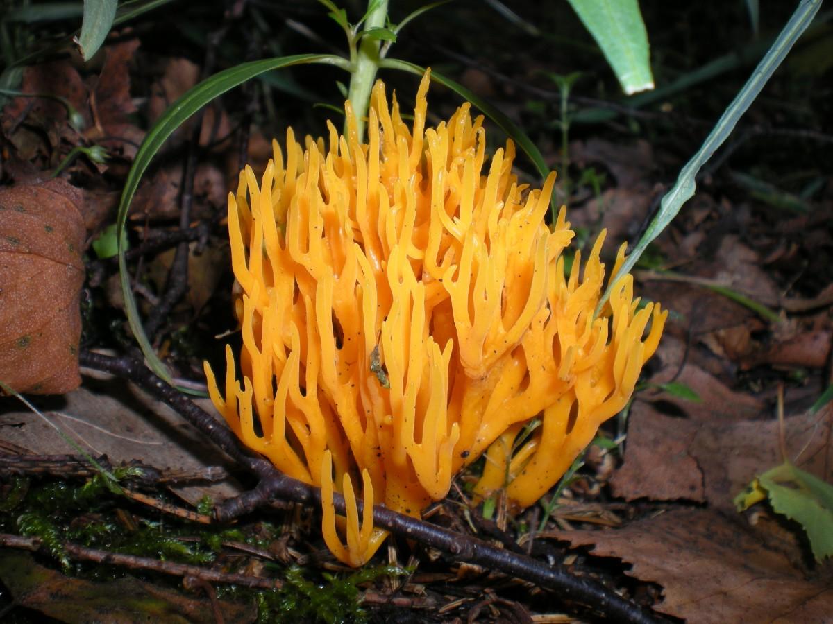 Коралловидные грибы: описание видов