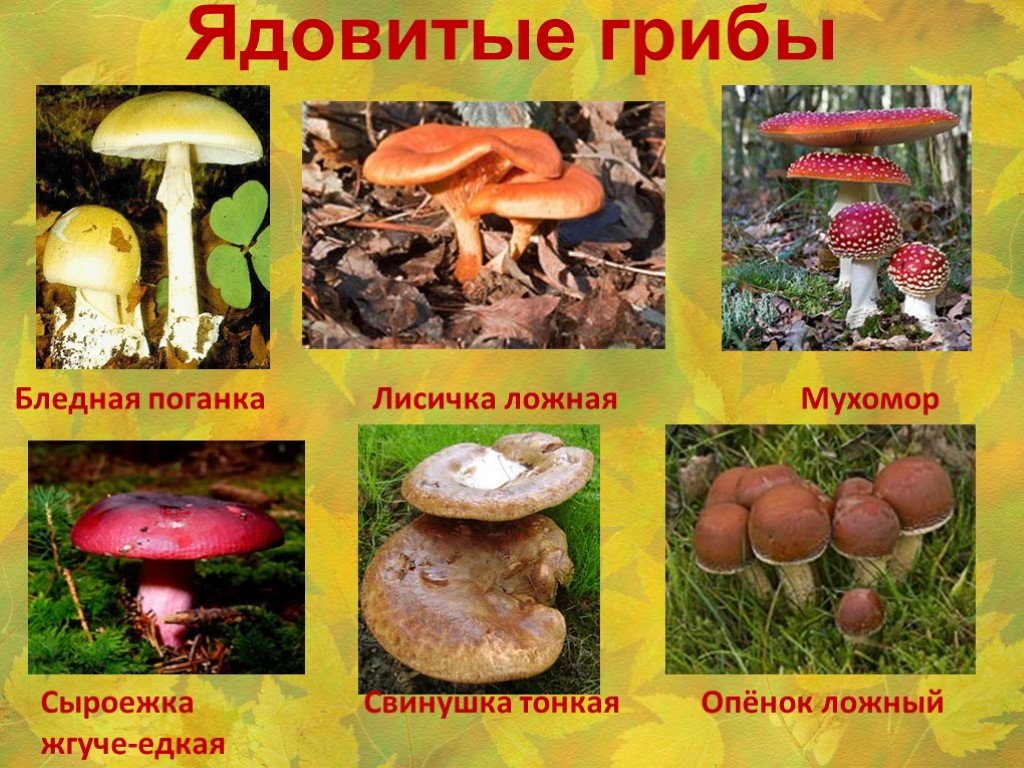 Топ 10 самые ядовитые грибы в мире - лучшие топ 10