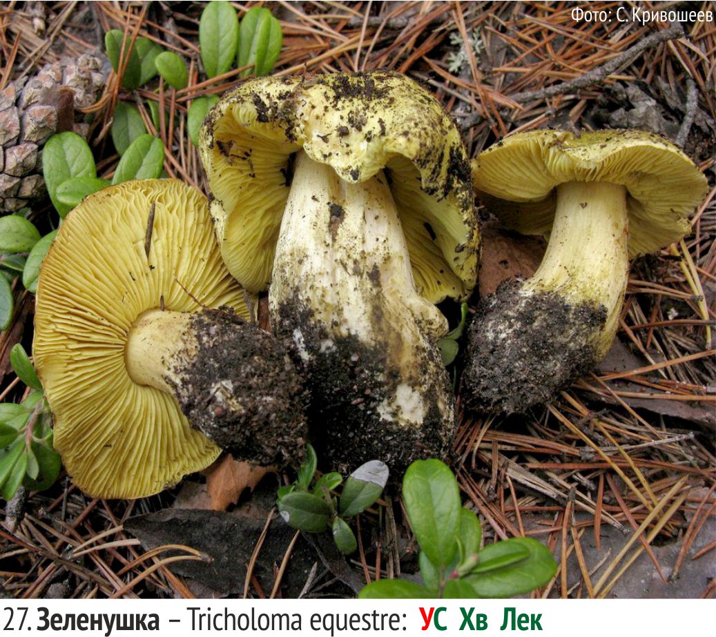 Зеленушка (рядовка зеленая) - описание гриба, где растет, фото двойников.