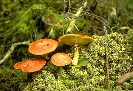 Маслёнок болотный (suillus paluster) – грибы сибири