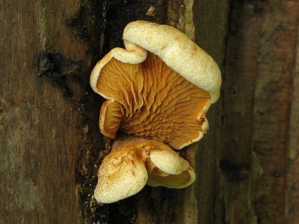 Пальцы дьявола или антурус арчера (клатрус): 5 названий, а 1 гриб