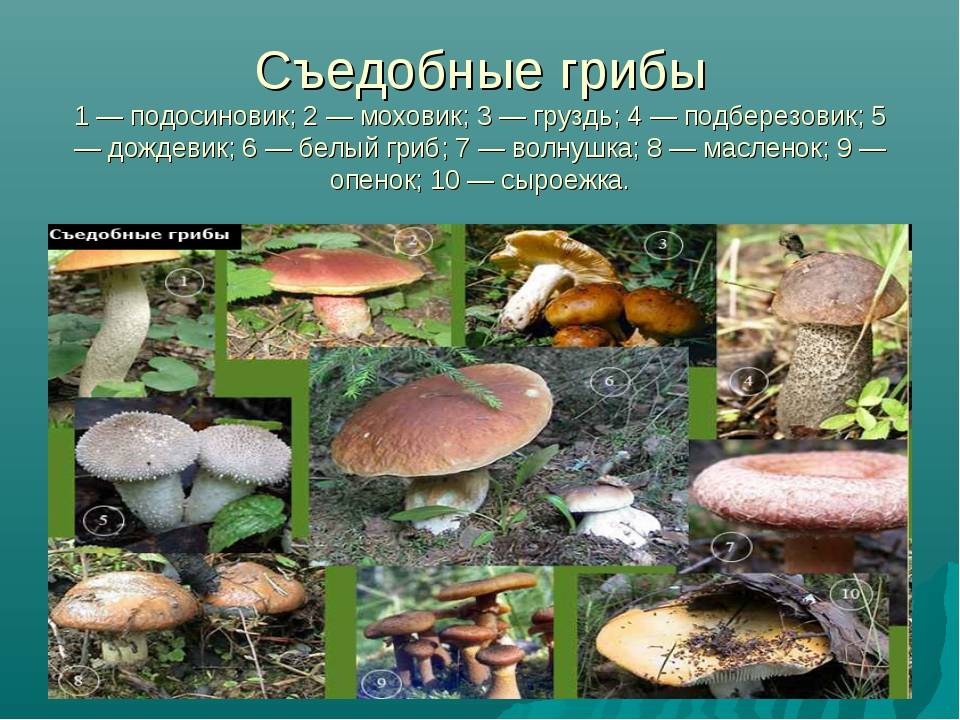 Виды грибов съедобные условно съедобные ядовитые. грибы условно-съедобные: список распространённых