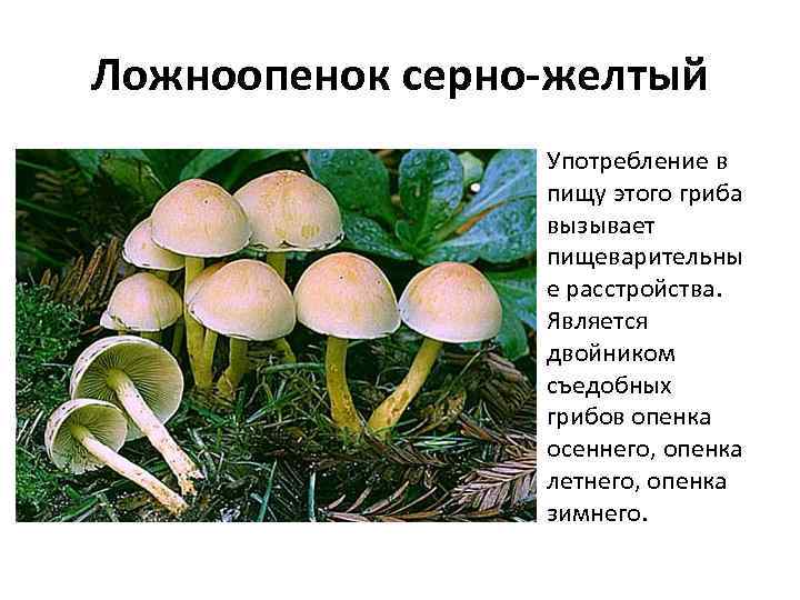 Опенок ссыхающийся – описание гриба. когда и где растет. как отличить от ложных опят.