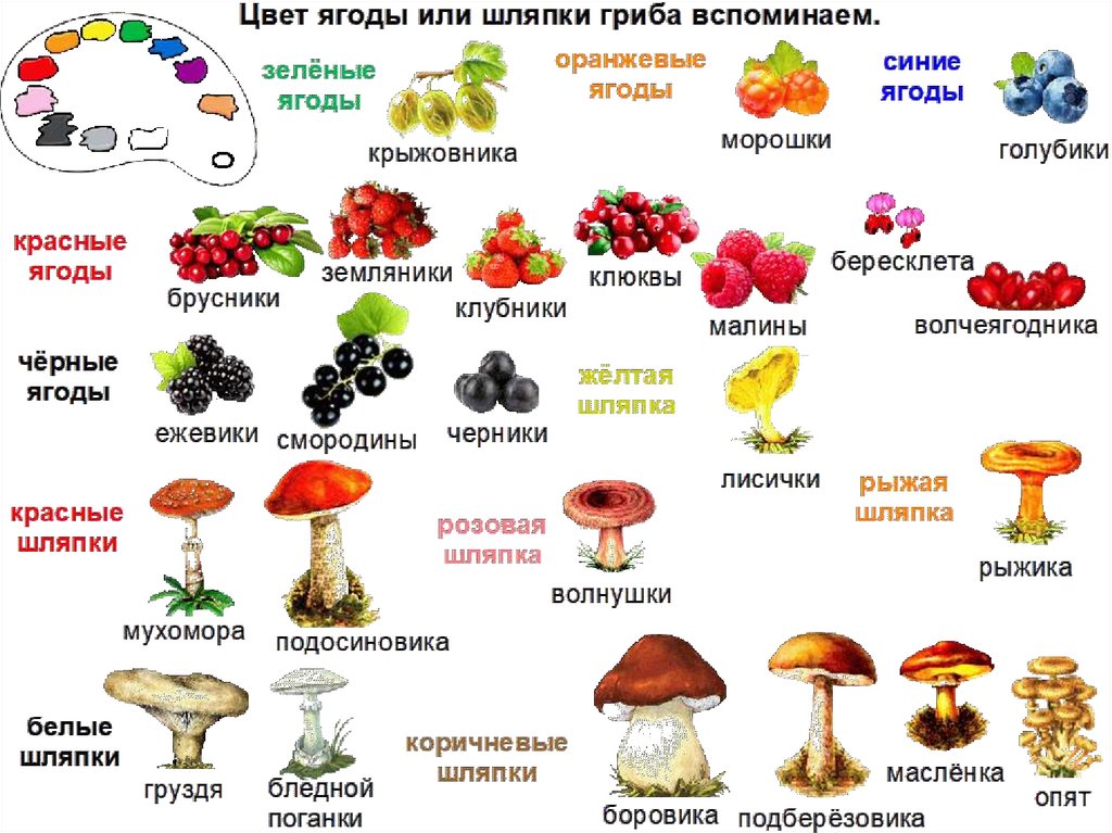 Какие грибы растут в краснодарском крае и адыгее: названия, фото и описание